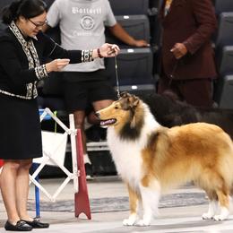 Collies from Covenant Collies