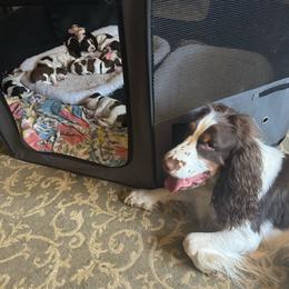 Flower Litter - Liver white and tan English Springer Spaniel puppy in Statesville, North Carolina from Rockin’ Slow Farms