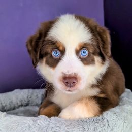 Raven Boy2 - Red tri-color male Australian Shepherd puppy in South Hill, Virginia from Silverside Aussies LLC