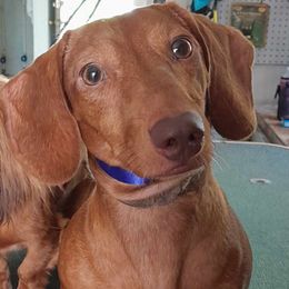 Rusty - Dachshund
