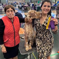 Pimlico - English Setter