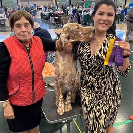 Pimlico - English Setter