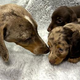 Cooper - Dachshund