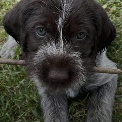 German Wirehaired Pointers from Rivière’s kennel