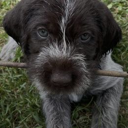 German Wirehaired Pointers from Rivière’s kennel