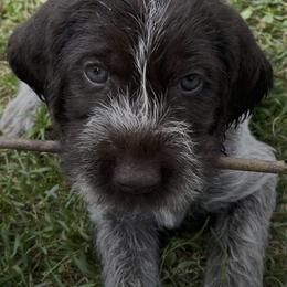 German Wirehaired Pointers from Rivière’s kennel