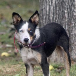 Dolly - Border Collie