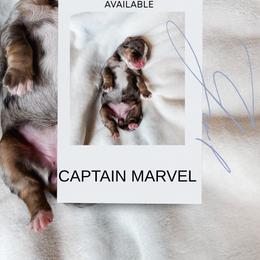 Captain Marvel - Blue merle female Bernedoodle puppy in Jackson, Missouri from Pincksten Family Doodles