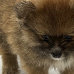 Pomeranians from Pom Fam