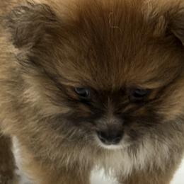 Pomeranians from Pom Fam