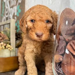 Artemis - Red  male Goldendoodle puppy in Arlington, Texas from Chambers Doodle Patch
