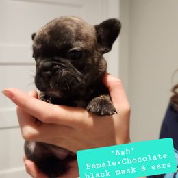 Ash-Daisy - Brindle French Bulldog puppy in Vanderbilt, Michigan from The French Tribe