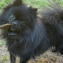 Pomeranians from The Bomb Poms