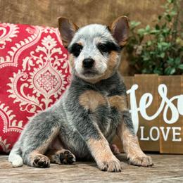 AKC Tater - Blue male Australian Cattle Dog puppy in Chillicothe, Missouri from TLC Cattle dogs