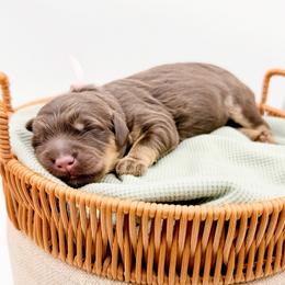 Praline - Phantom female Goldendoodle puppy in North Carolina from Tuxedo Mountain Doodles