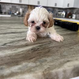 Shih Tzu Puppies from Jenny's Shih Tzus