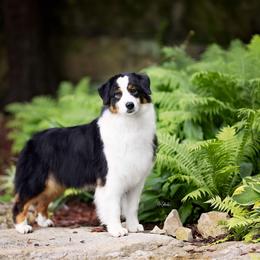 Belle - Australian Shepherd