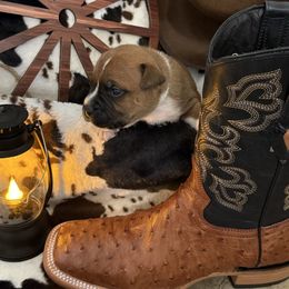 Boy 1 (mint green) - Red and white male Staffordshire Bull Terrier puppy in Lakeland, Florida from English Creek Staffords