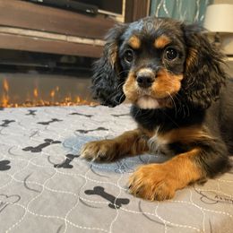 Cavalier King Charles Spaniel Puppies from Kimberlys Cavalier Palace