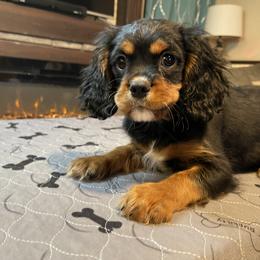 Cavalier King Charles Spaniel Puppies from Kimberlys Cavalier Palace