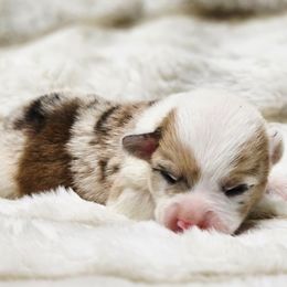 CKC Sable Bluie Merle Female - Sable merle and white female American Corgi puppy in Clovis, New Mexico from Sweet & Salty Cowdogs