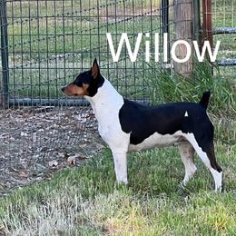 Willow - Rat Terrier