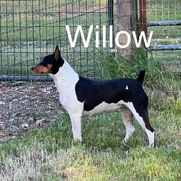 Willow - Rat Terrier