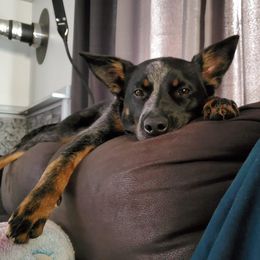 Australian Cattle Dog All Grown Up from Flying J Homestead Cattle Dogs