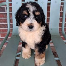 Tank - Tri-color male Bernedoodle puppy in Arabi, Georgia from Huckadoodle Farm