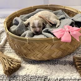 Pink Collar Female - Apricot female Goldendoodle puppy in Bradenton, Florida from Suncoast Goldendoodles