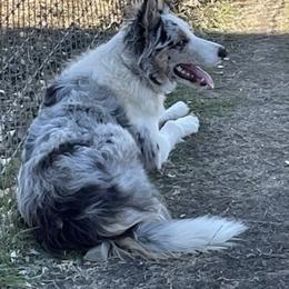 Violet - Border Collie