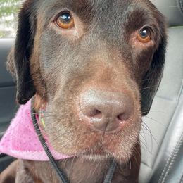 Labrador Retrievers from Saybrook Labrador Retrievers
