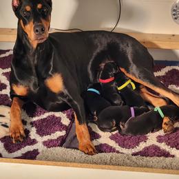 Doberman Pinscher puppies from Amity Doberman Pinschers
