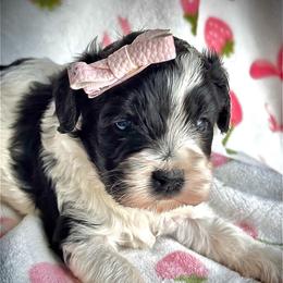 Mochi - Black and white female Cockapoo puppy in Tampa, Florida from Designer Puppy Boutique
