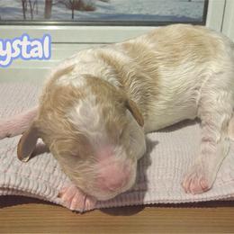 Crystal - Parti female Goldendoodle puppy in Ellenburg Center, New York from Kristin's Puppies