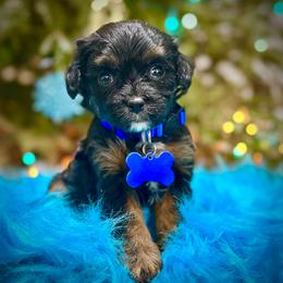 Colby - Black and tan male Cavapoo puppy in Palm Beach County, Florida from Benji’s Cockapoos