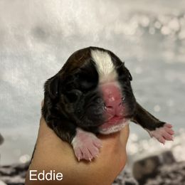 Boxer Puppies from Von Royal Dell’Infinite
