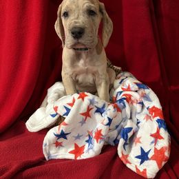 Green Collar Blue Brindle Merle - Greyson - Blue brindle male Great Dane puppy in Gainesville, Georgia from DeBruce Danes