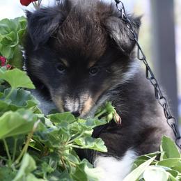 Shetland Sheepdog Puppies from Kochar Shelties