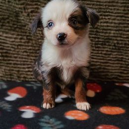 Spectre - Blue merle female Miniature American Shepherd puppy in Olive Hill, Kentucky from SaturnMoon MAS & BC