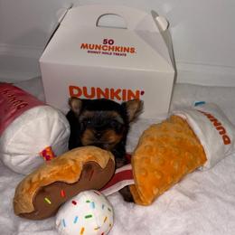 Heath - Black and tan male Yorkshire Terrier puppy in Illinois from Pretty Little Yorkies