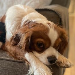 Cavalier King Charles Spaniels, Cavapoos, and Poodles from Paw Palace breeding