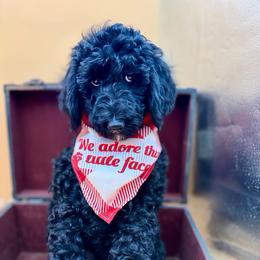 Levi - Black male Poodle puppy in Willacoochee, Georgia from Kitandkboodle's Doodles