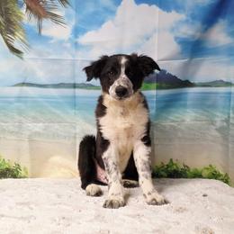 Dragonfly - Black and white male Border Collie puppy in Avilla, Indiana from Borderline Kennels