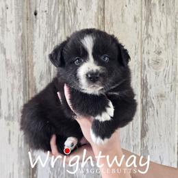 Dasani - Black & white male Miniature Australian Shepherd puppy in Dowagiac, Michigan from Wrightway Wigglebutts