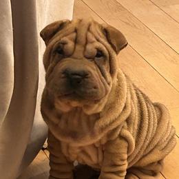 Fawn sable girl - Fawn sable female Chinese Shar-Pei puppy in Basehor, Kansas from Good Fortune Shar Pei