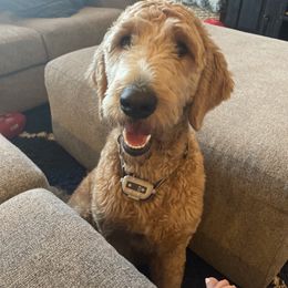 Dolly - Goldendoodle