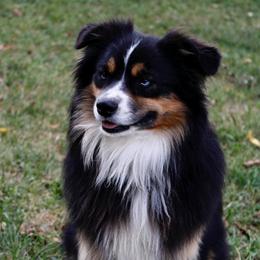 Dusty - Miniature Australian Shepherd