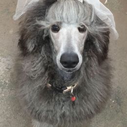 Poodles from Masquerade's Standard Poodles of North Carolina