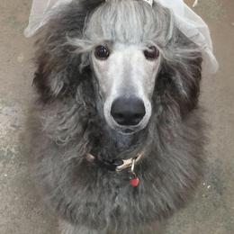 Poodles from Masquerade's Standard Poodles of North Carolina